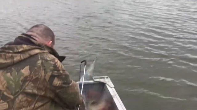 Прудовое Хозяйство золотой карп Энгельсский район село Новая Терновка смотреть онлайн