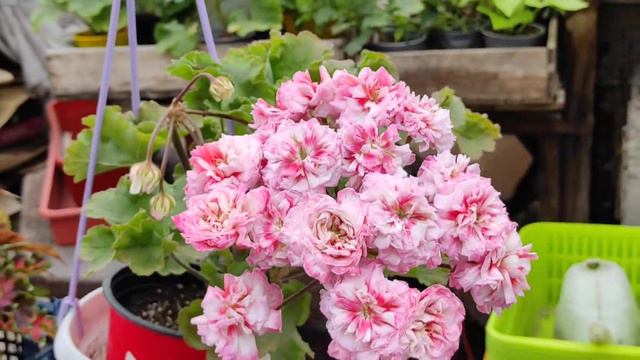 Rushmoor Avon смотреть онлайн