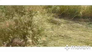 Т16 с косилкой кзн,начало сенокоса,первая поломка.