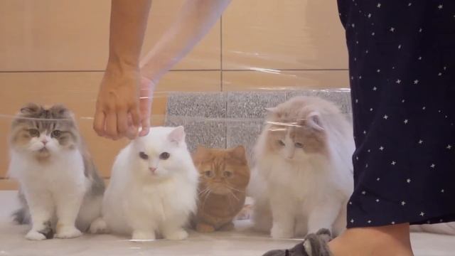 Cats Vs Invisible Wall | Kittisaurus