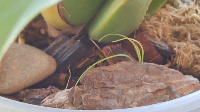 ОРХИДЕЯ ПАУК! БРАССИЯ! BRASSIA MACULATA, BRASSIA GUTTATA! ПОСАДКА, УХОД, КАК ЗАЦВЕСТИ ЗА 4 МЕСЯЦА! смотреть онлайн