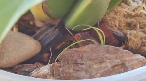 ОРХИДЕЯ ПАУК! БРАССИЯ! BRASSIA MACULATA, BRASSIA GUTTATA! ПОСАДКА, УХОД, КАК ЗАЦВЕСТИ ЗА 4 МЕСЯЦА!