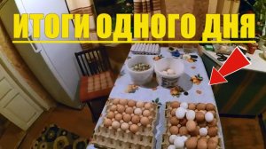 Итоги дня // Яйценоскость деревенских кур несушек, индеек