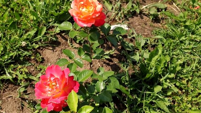 Роза Арлекин и Вестерленд. Обзор. Сравнение. смотреть онлайн