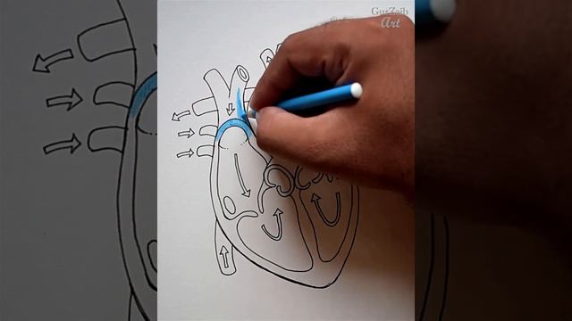 How to draw human heart diagram drawing || Heart anatomy drawing with color || easy - step by step смотреть онлайн