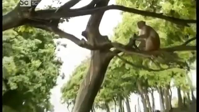 О чём думают животные BBC