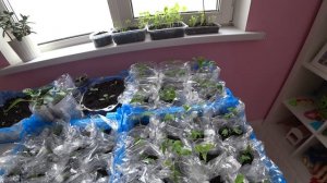 Пакеты для рассады своими руками (мультифора, офисный файлик) Лайфхак - очень удобно и дешево!