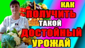 Что я сделала, чтобы получить такой ДОСТОЙНЫЙ урожай.