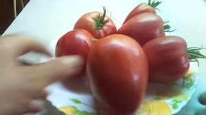 ТОМАТ ПУДОВИК. ДЕГУСТАЦИЯ. Ольга Чернова.