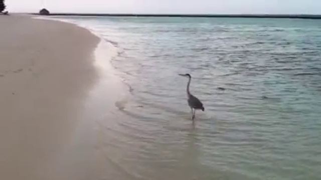 Над седым от пены морем гордо реет буревестник смотреть онлайн