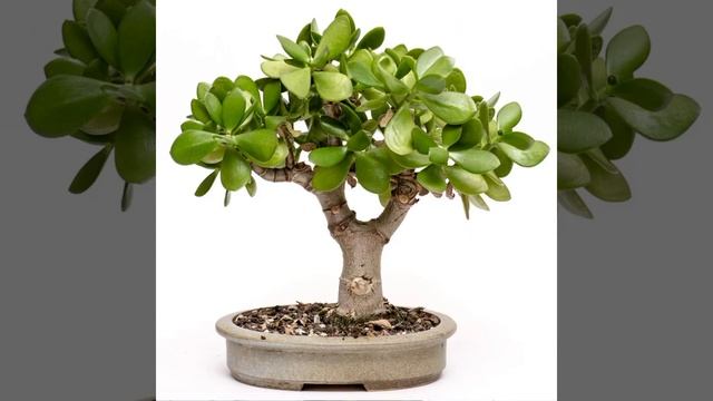 Толстянка или денежное дерево #толстянка #крассула #толстянкапольза #денежноедерево смотреть онлайн