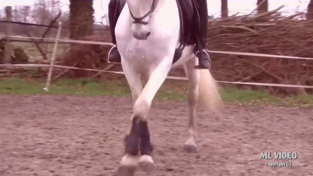 CANTA TRAINING DEMO смотреть онлайн