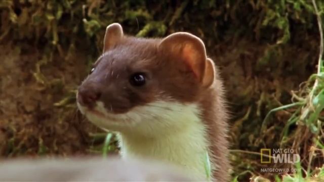 Горностай охотится на кролика смотреть онлайн