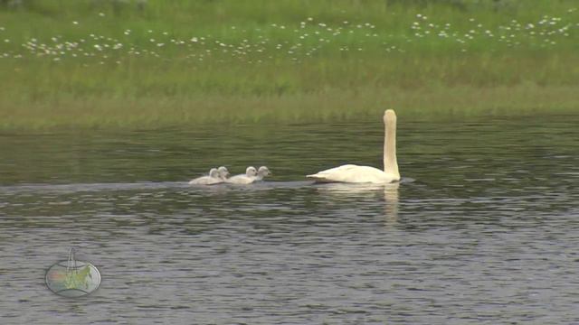Рай среди льдов смотреть онлайн