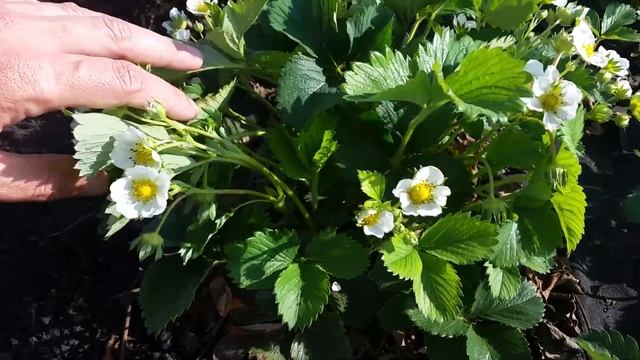 РАННЯЯ КЛУБНИКА СОРТ ВИКТОРИЯ ЦВЕТЕНИЕ смотреть онлайн