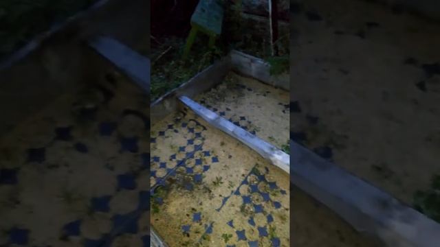 Саженцы корейского кедра смотреть онлайн
