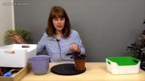 Гинура. Размножение, посадка и уход.