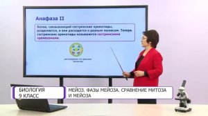 Биология. 9 класс. Мейоз. Фазы мейоза. Сравнение митоза и мейоза /26.01.2021/
