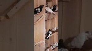 Свердловские высоколётные голуби.  Питомник Наумыча