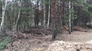 Участок в лесу село Горицы СНТ Зелёный Бор
