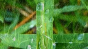 Там за зорями, за туманами