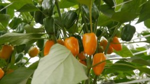 Миниатюрный сладкий перец ЛИСИЧКА желтая