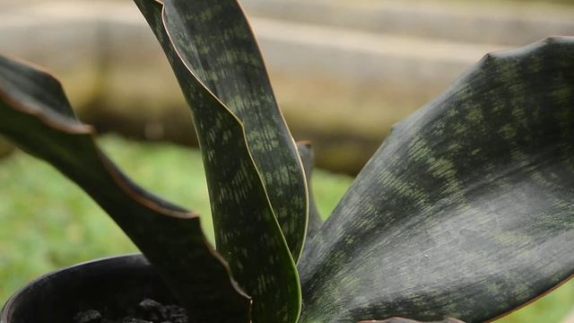 Tanaman Hias Sansevieria Malawi Midnight смотреть онлайн