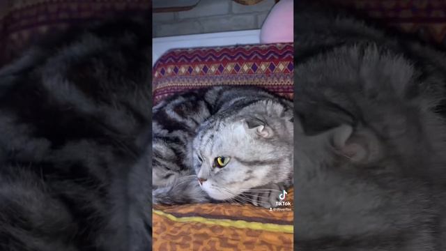 Где приобрести животное смотреть онлайн