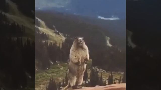 Бобёр орёт в горах - мем 11 секунд