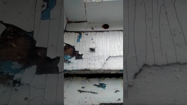 Маленький паук убивает муху !!!! Жесть!!! смотреть онлайн