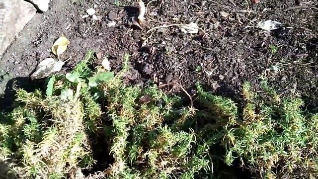 Многолетний цветок для переднего плана! Пополняю свои цветники новым почвопокровником! смотреть онлайн