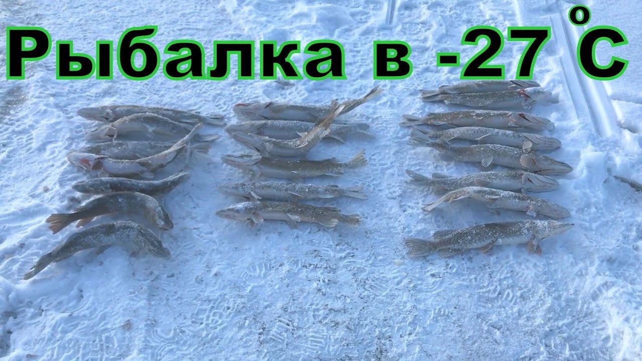 Рыбы нет, одни щуки. Первый лед 11.2019. ХМАО. Ловим щуку на жерлицы. смотреть онлайн