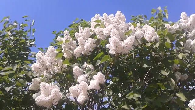 Белая сирень цветет. Футаж с природой смотреть онлайн
