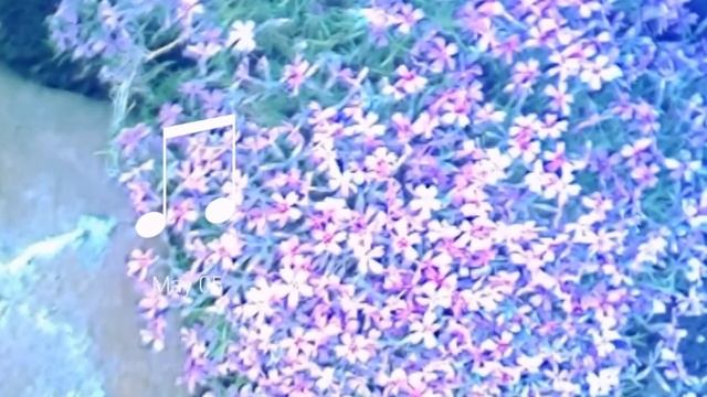 Квіти на моїй клумбі. смотреть онлайн