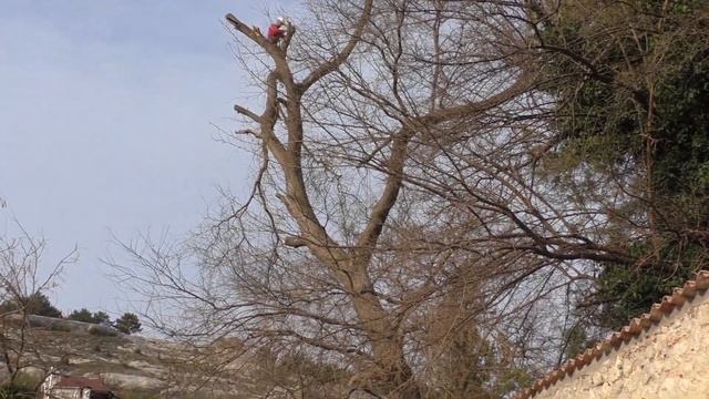 #9 Софора японская / Сложное и неудобное дерево / Удаление верхней части смотреть онлайн