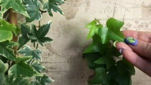 ☘️УХОД ЗА ПЛЮЩАМИ (Хедерой) в домашних условиях☘️ Мой опыт