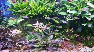 Запуск аквариума. Полный перезапуск аквариума. Акваскейпинг в 200 литрах. (часть 1)