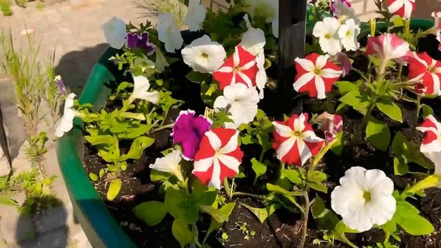 Вот такая Красота ветер ,ветер ты могуч ты гоняешь стаи туч пошли прогуляться смотреть онлайн