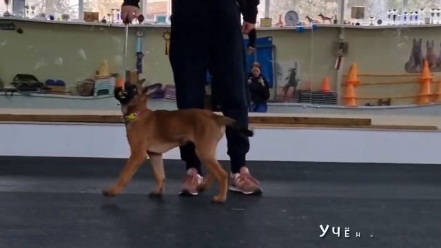 Дрессировка собак, воспитание щенка. Малинуа Танго. 3 месяца. Работаем с таргетом. смотреть онлайн