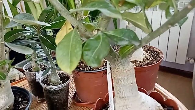 Что делать чтобы адениум ветвится. Как формирую я. смотреть онлайн