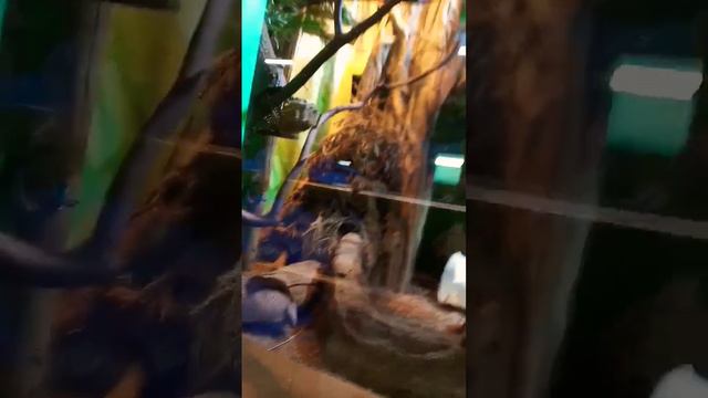 броненосцы в зоопарке смотреть онлайн