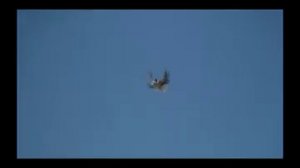 Июль 2011. Евпатория. Серпасто-выворотные голуби