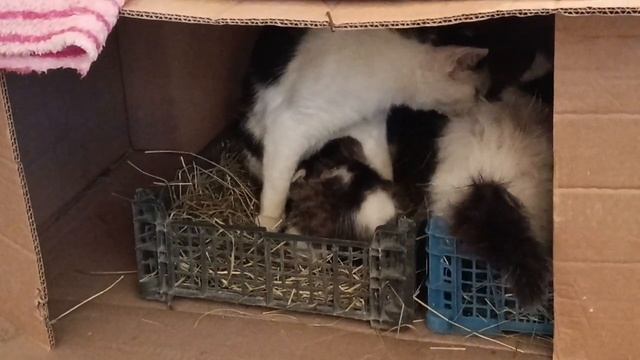 Сеновал кошкам пришлось создать в ящике# Анапа смотреть онлайн