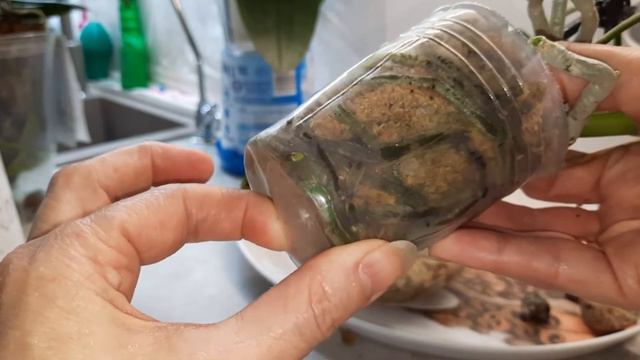 ПЕРЕВАЛЮЮ одну із своїх азіатських орхідей. МІНІМАЛЬНА шкода для КВІТУЧОЇ орхідеї. смотреть онлайн