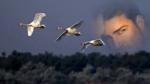 Ты от меня далека!!!!  Рустам Бадалов!!!!Отличная песня и музыка!!