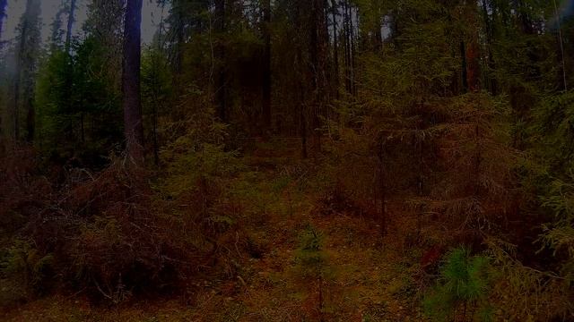 В тайге дремучей у избушки смотреть онлайн