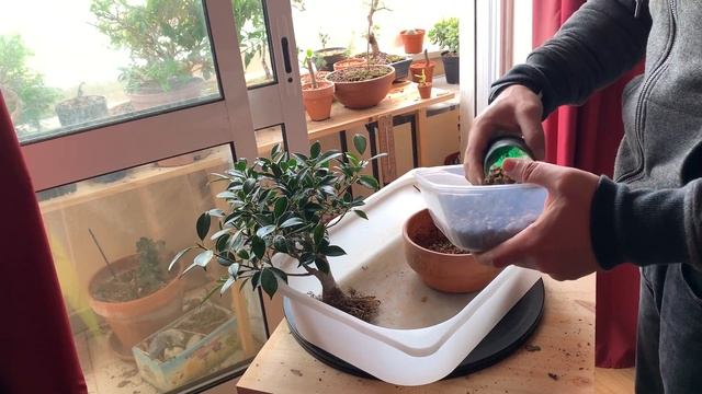 Ficus Retusa Bonsai 8 Months After Defoliation - March 2019 - Small Balcony Bonsai смотреть онлайн