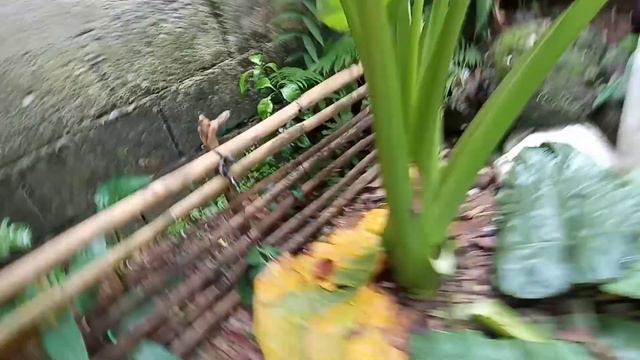 Update  Alocasia Negra ,  The Results Of Direct Soil, Pruning,Para Lumaki Sya Ng Ganito