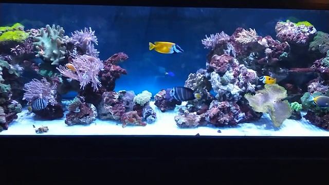 180 gallon saltwater reef aquarium смотреть онлайн