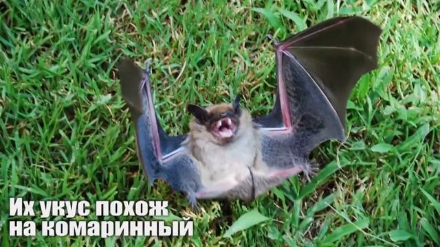 10 страшных - но не опасных животных смотреть онлайн